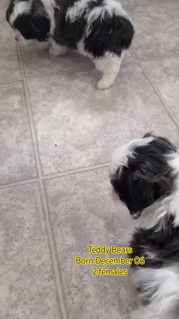 Teddy Bear dogs for sale: Izzy - Video 3