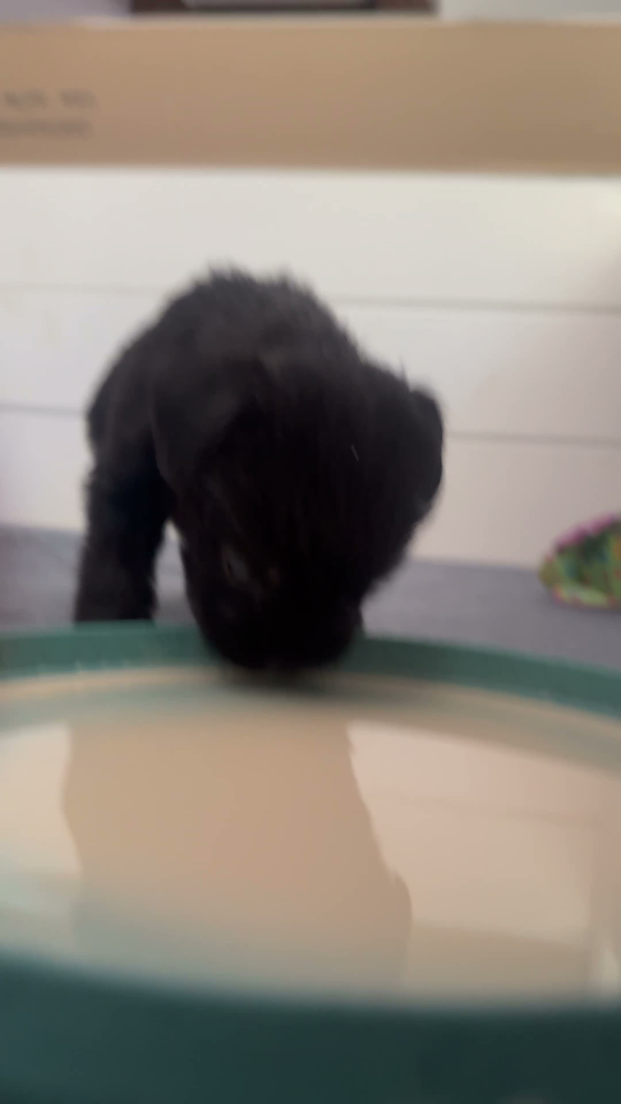 Mixed Breed dogs for sale: Niko - Video 1