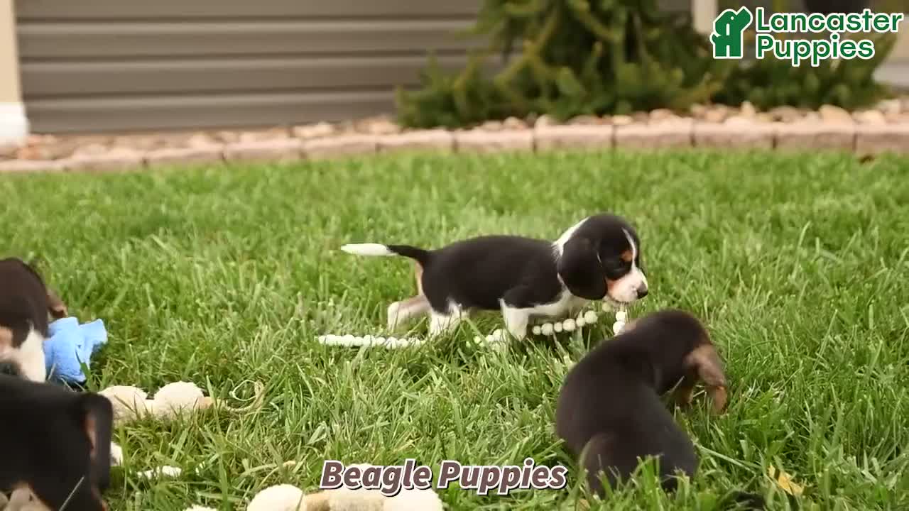 Beagle dogs for sale: Gunner - Video 1