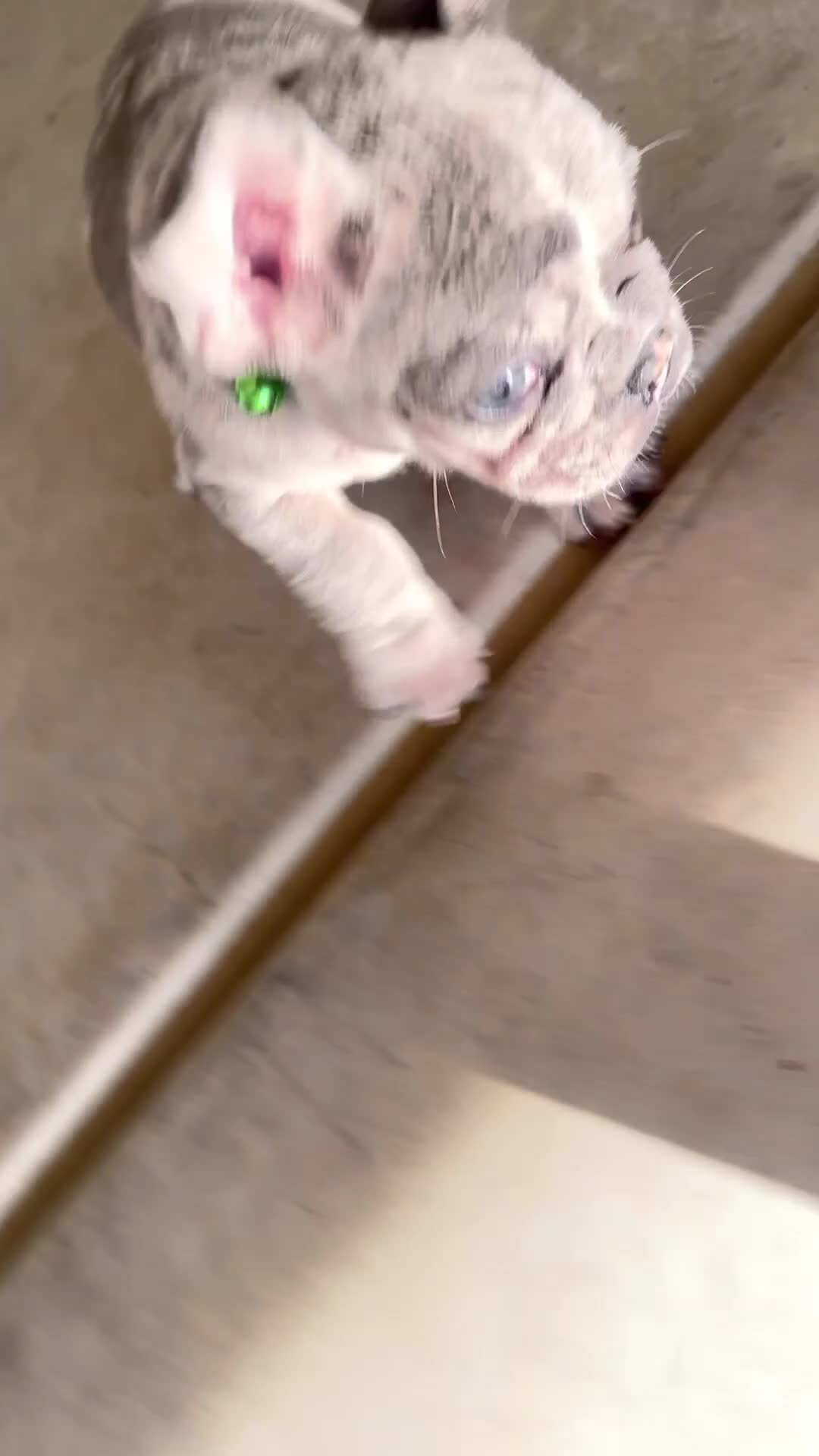 French Bulldog dogs for sale: Biggie - Video 3