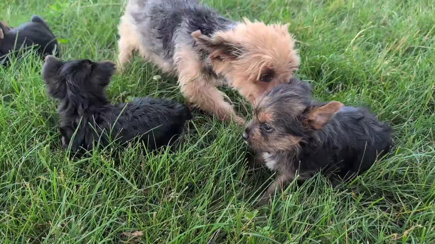 Yorkshire Terrier dogs for sale: Zoey - Video 3