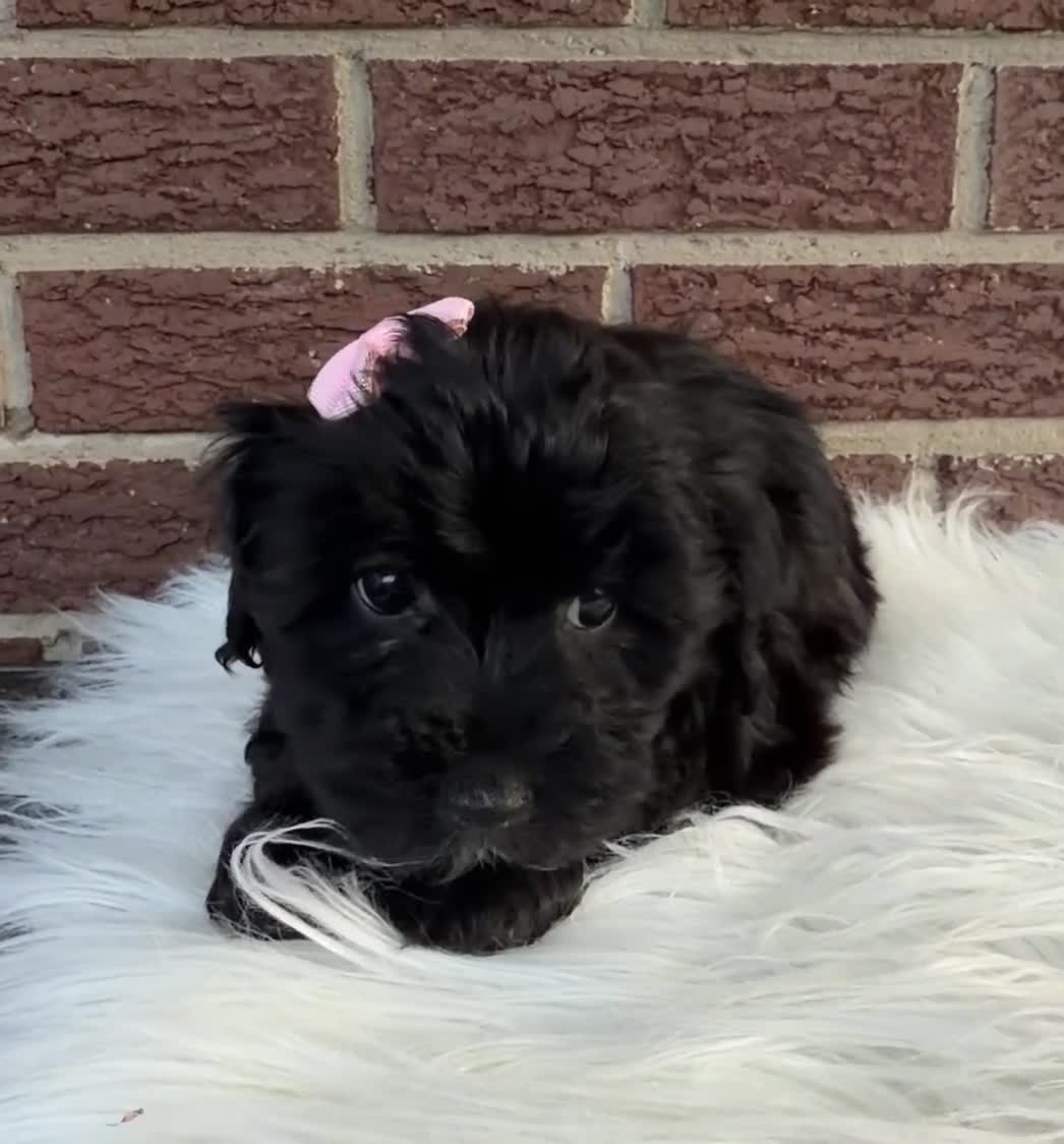 Yorkiepoo dogs for sale: Josie - Video 1