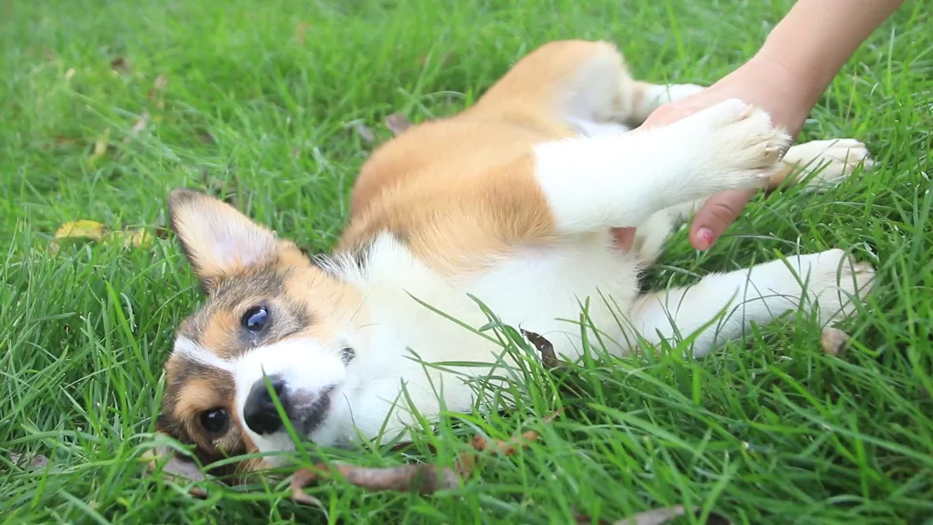 Welsh Corgi Pembroke dogs for sale: Apple Jacks Welsh Corgi Pembroke  - Video 1