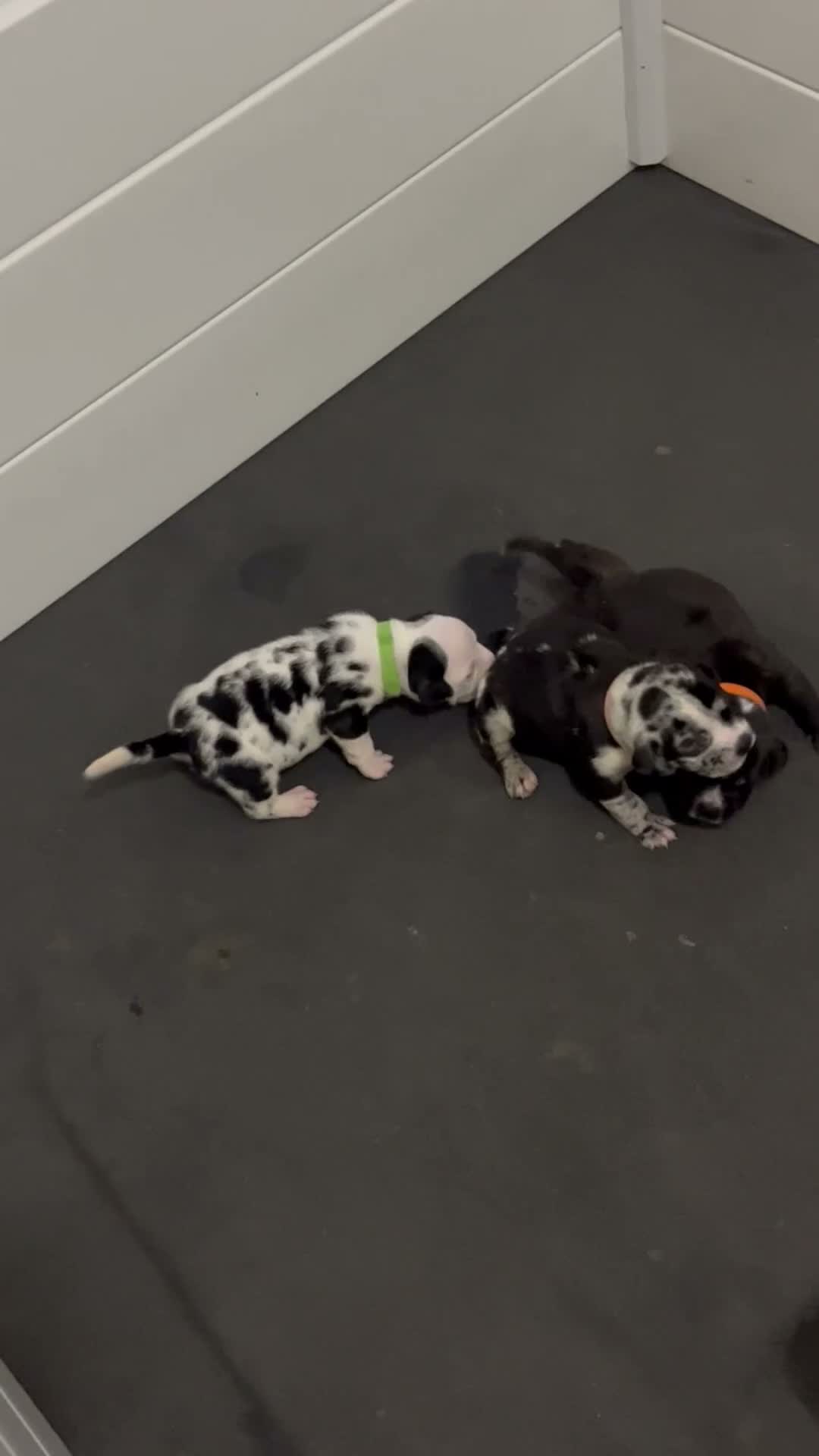 American Bully dogs for sale: American Bully 4 - Video 1