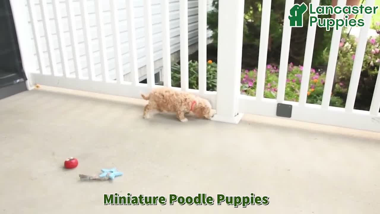 Miniature Poodle dogs for sale: Dolly - Video 1