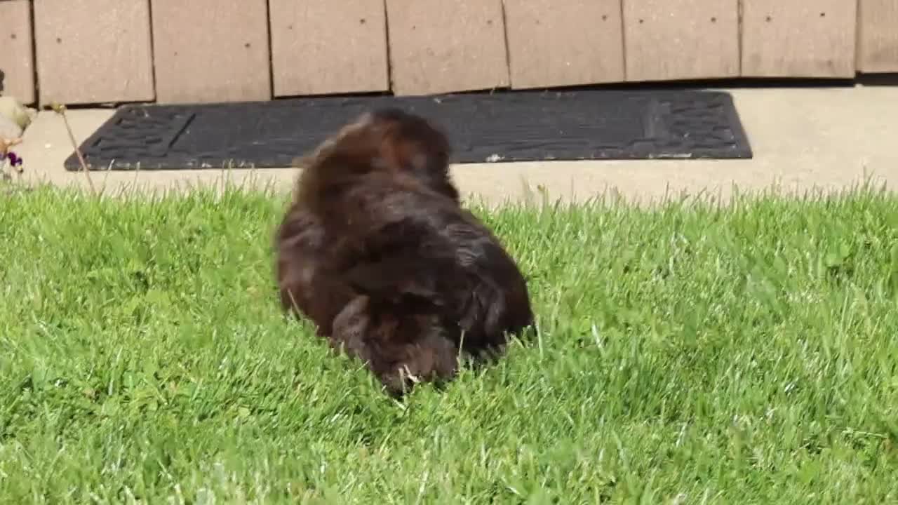Shihpoo dogs for sale: Terry - Video 1