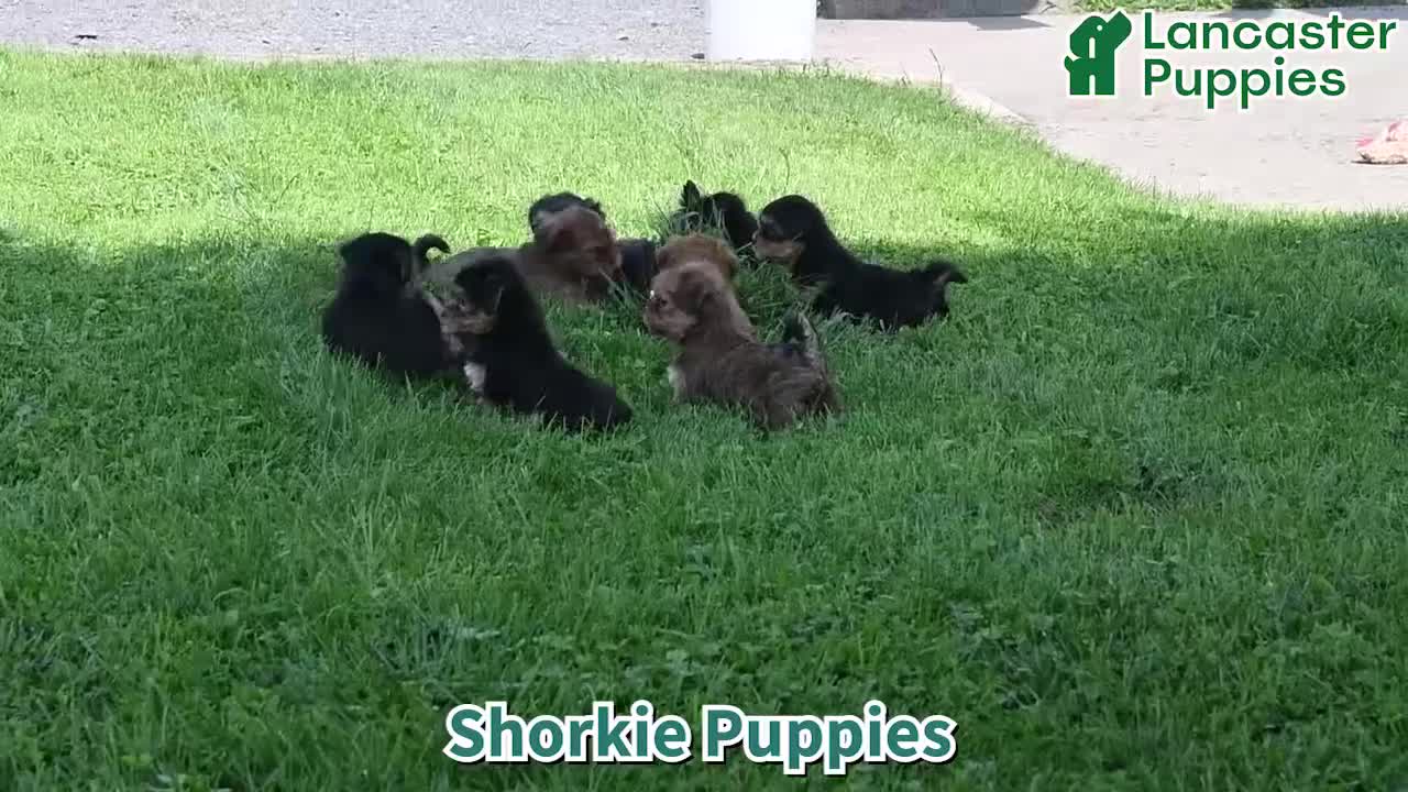 Shorkie dogs for sale: Shelli - Video 1