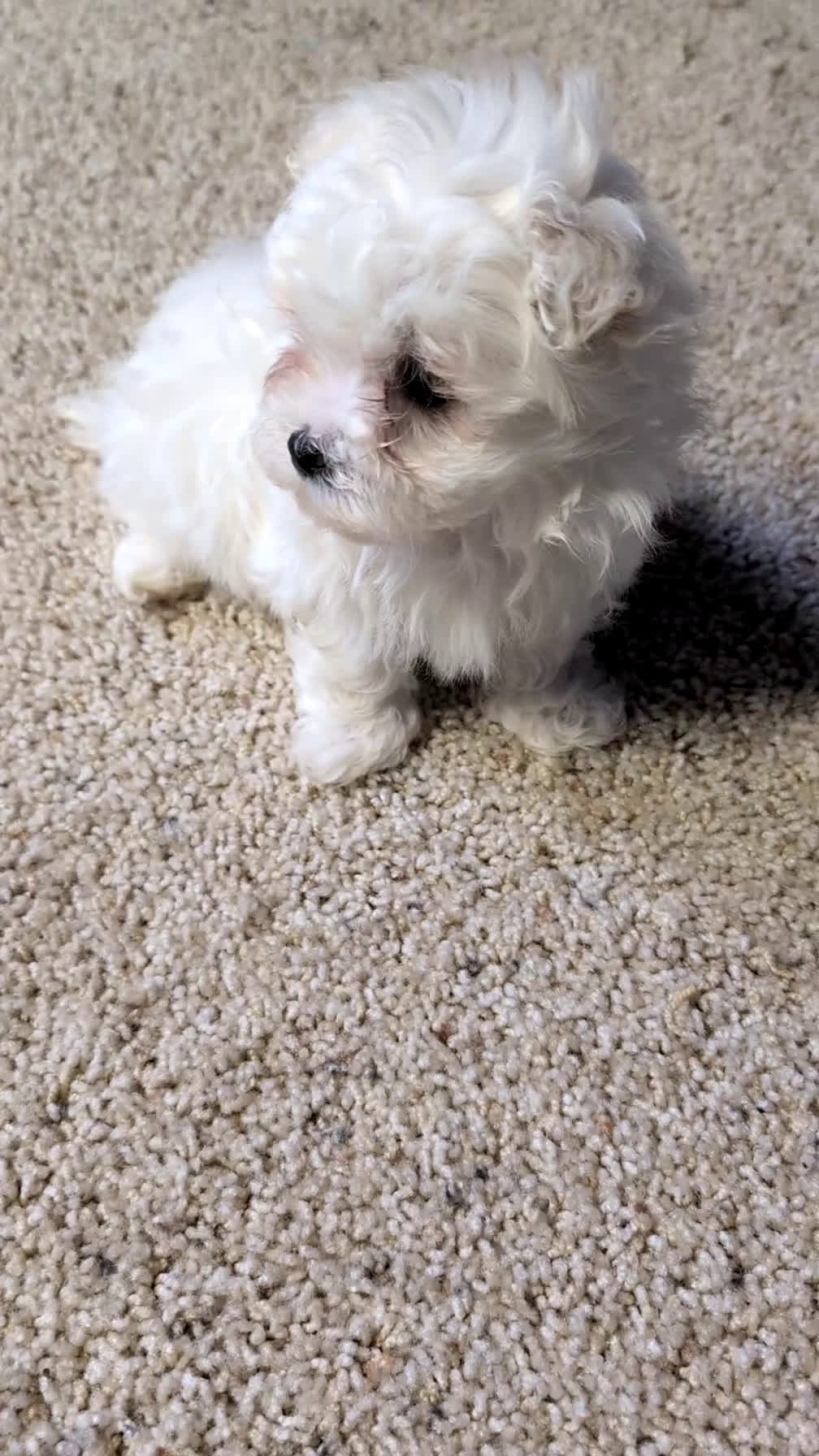 Maltese dogs for sale: Baxter  - Video 1