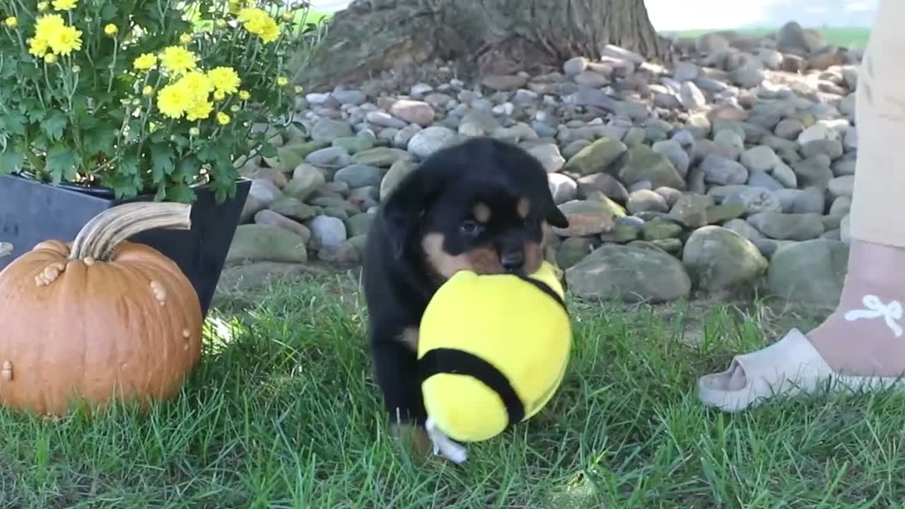 Rottweiler dogs for sale: Annabelle - Video 1