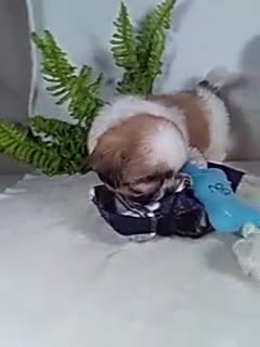 Shih Tzu dogs for sale: Max - Video 1