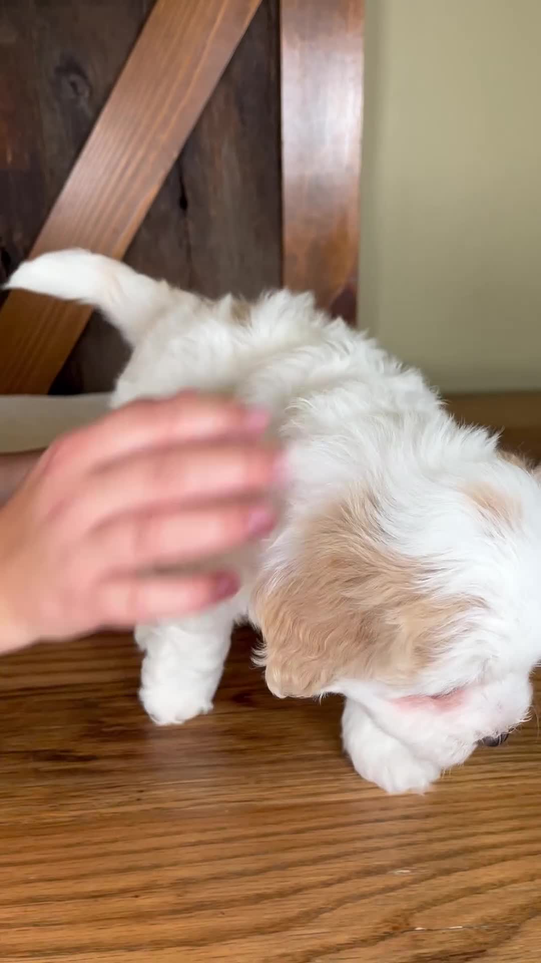Mini Bernedoodle dogs for sale: Milo - Rare color! - Video 1