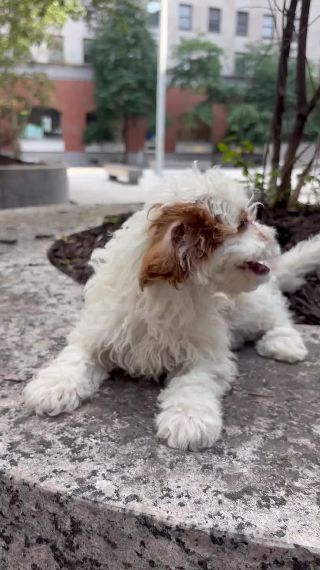 Cavapoo dogs for sale: Major - Video 1