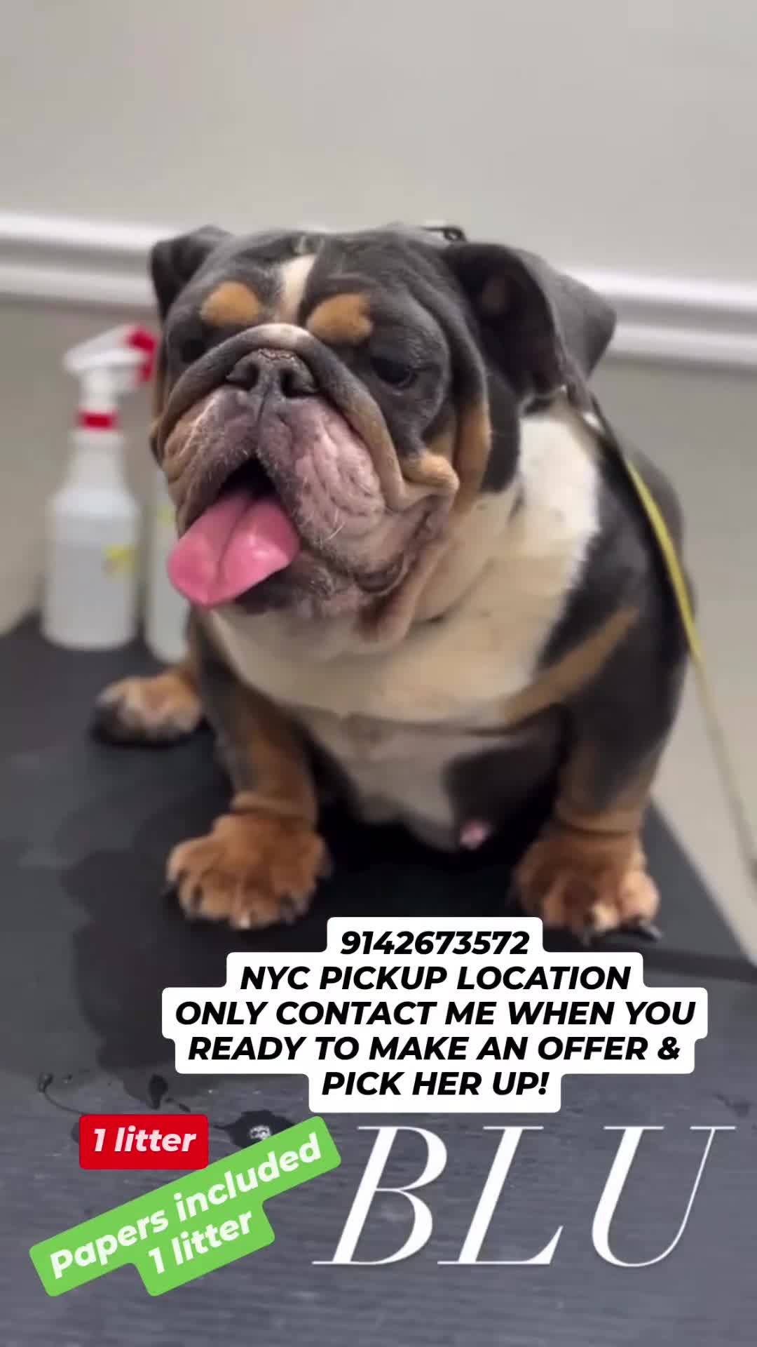 English Bulldog dogs for sale: BLU - Video 1