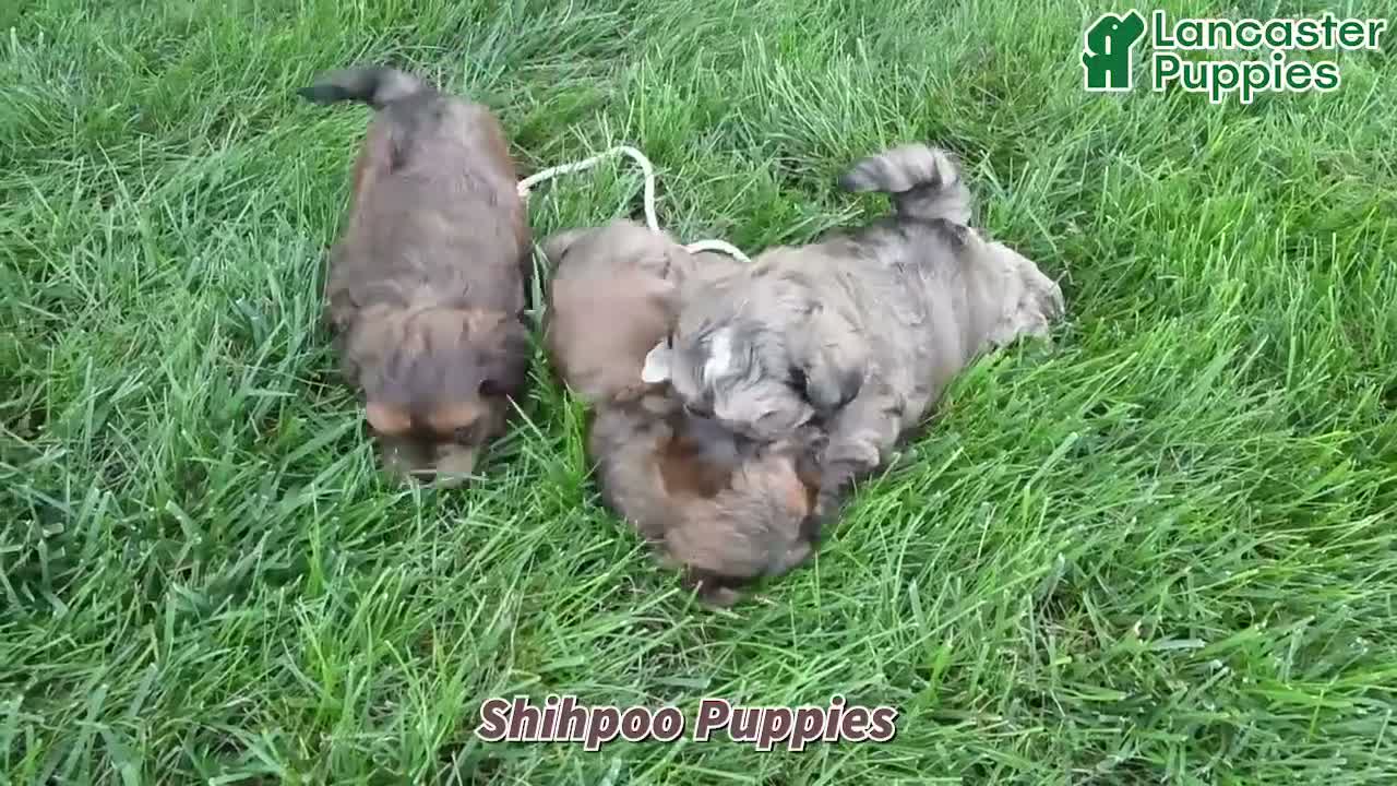Mixed Breed dogs for sale: Jasper - Video 1
