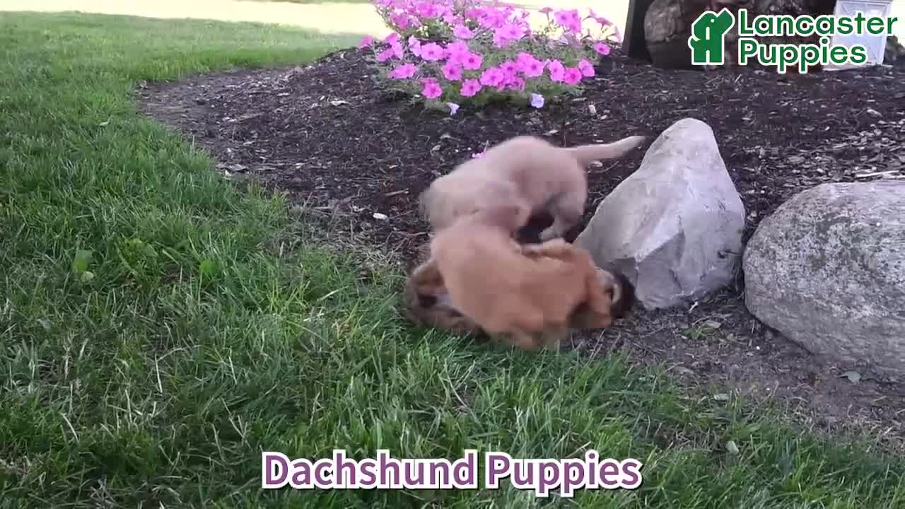 Dachshund dogs for sale: Tanner - Video 1