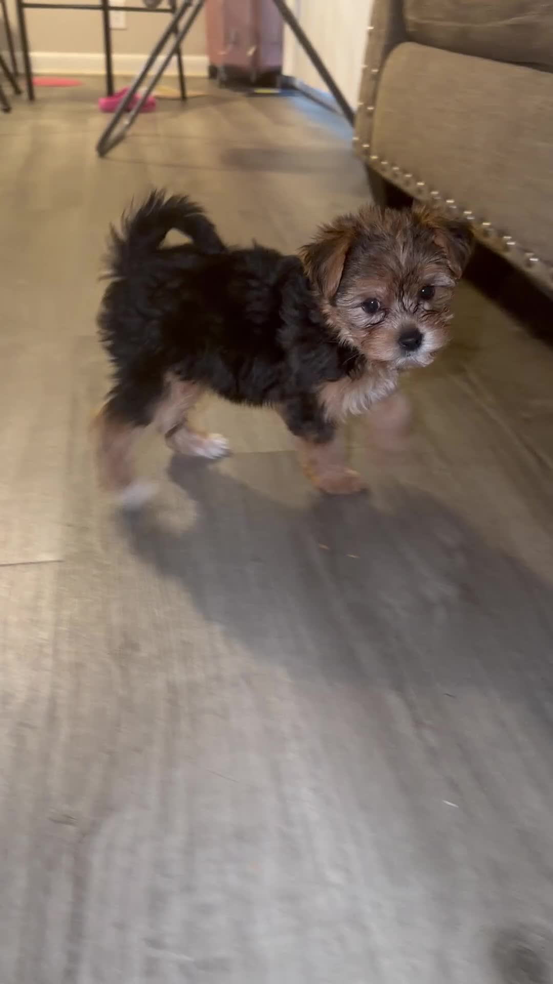 Yorkshire Terrier dogs for sale: Reese Puff  - Video 1