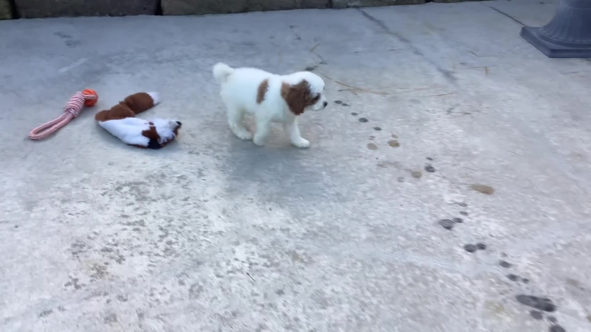 Cavapoo dogs for sale: Waldo - Video 1