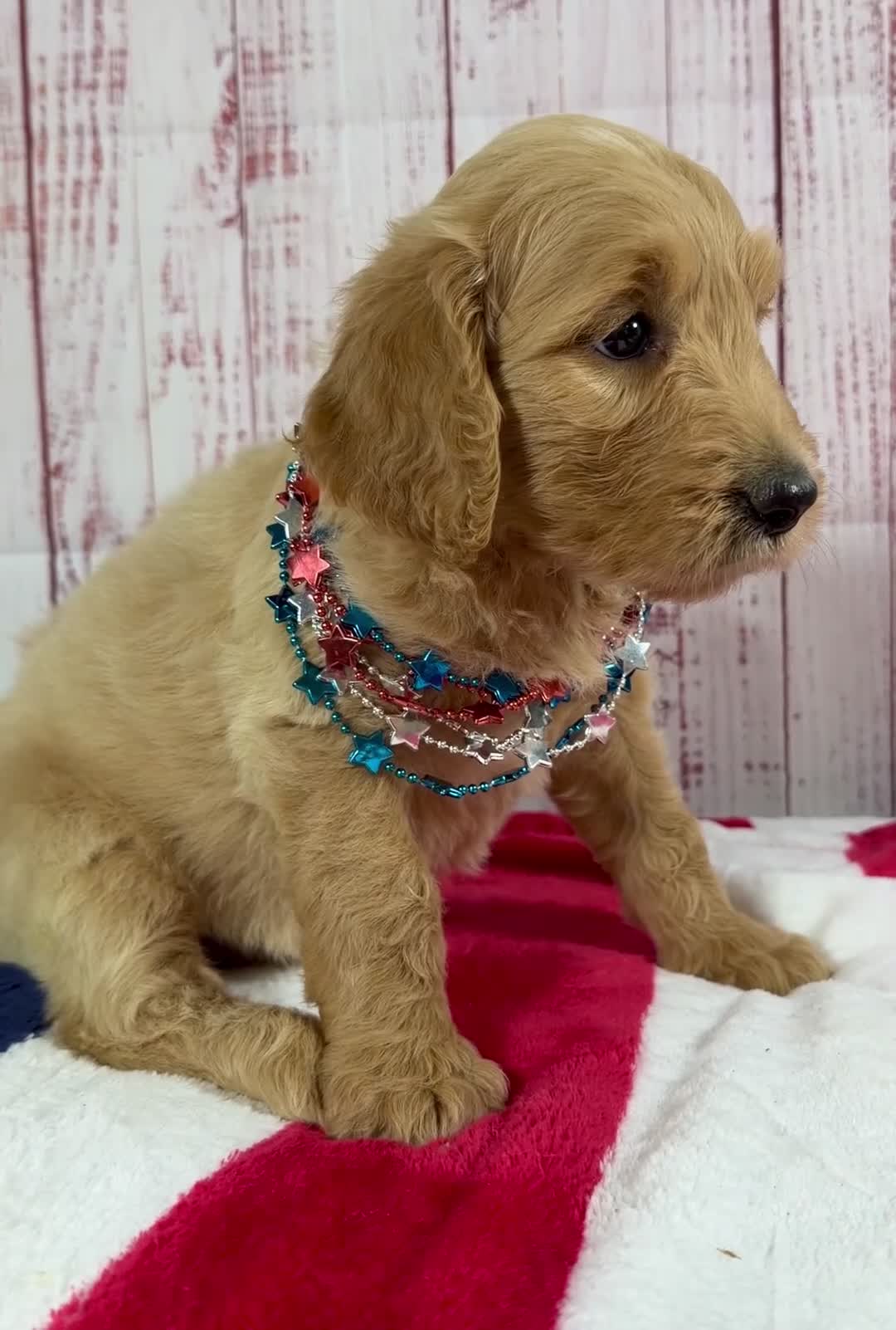 Goldendoodle dogs for sale: Sierra - Video 1