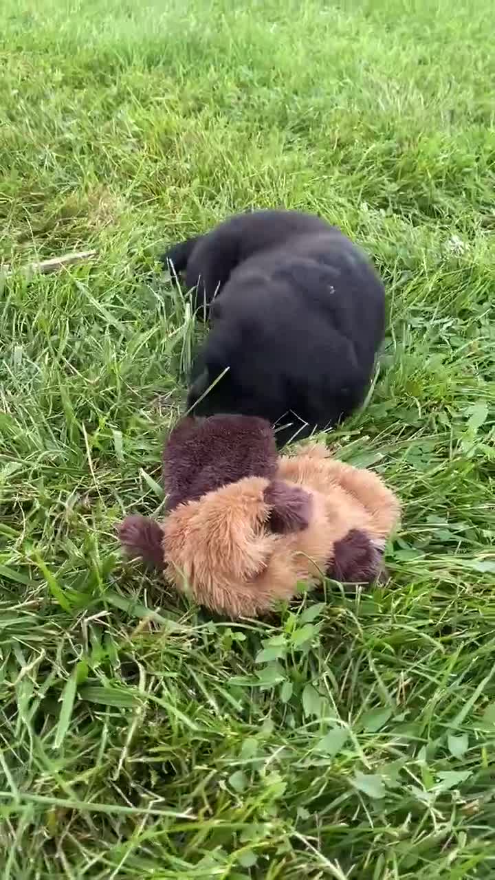 Mixed Breed dogs for sale: Clover - Video 1