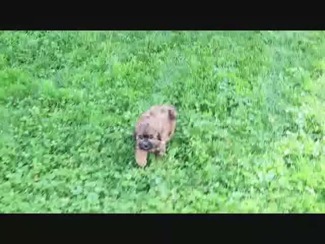 Shihpoo dogs for sale: Pumpkin - Video 1