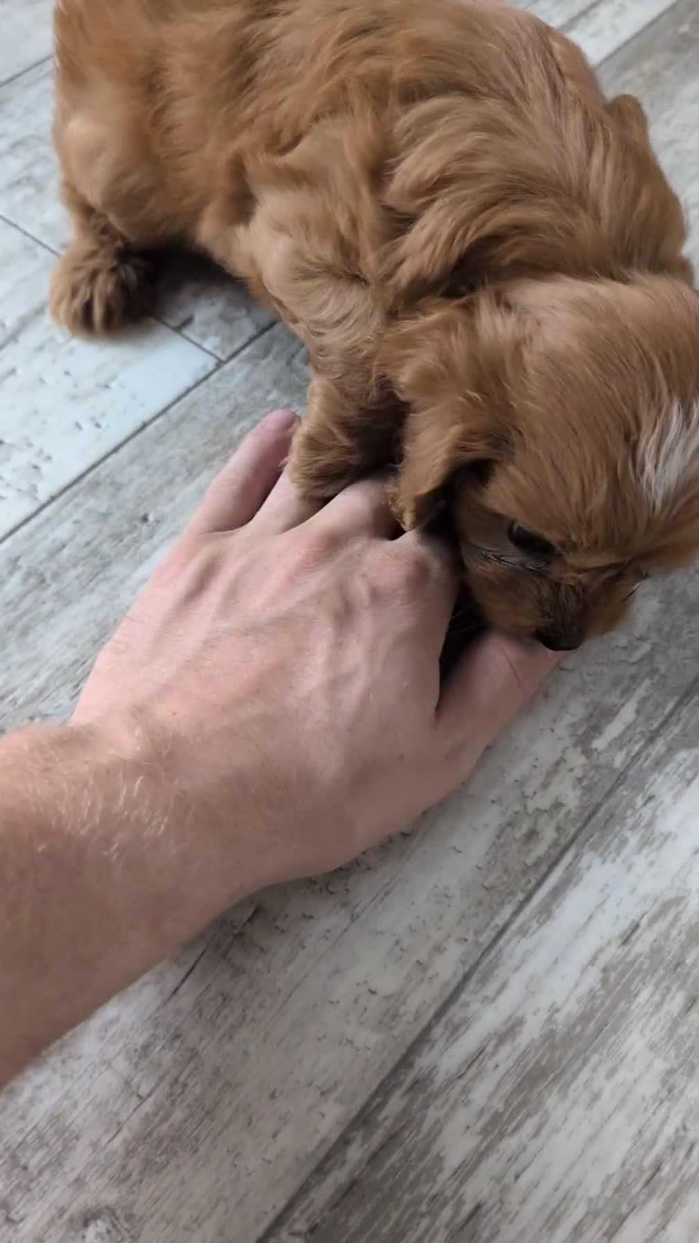 Cavapoo dogs for sale: Saint - Video 1