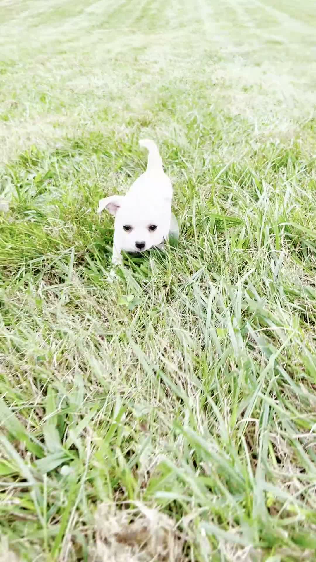 Chihuahua dogs for sale: Chachi - Video 1
