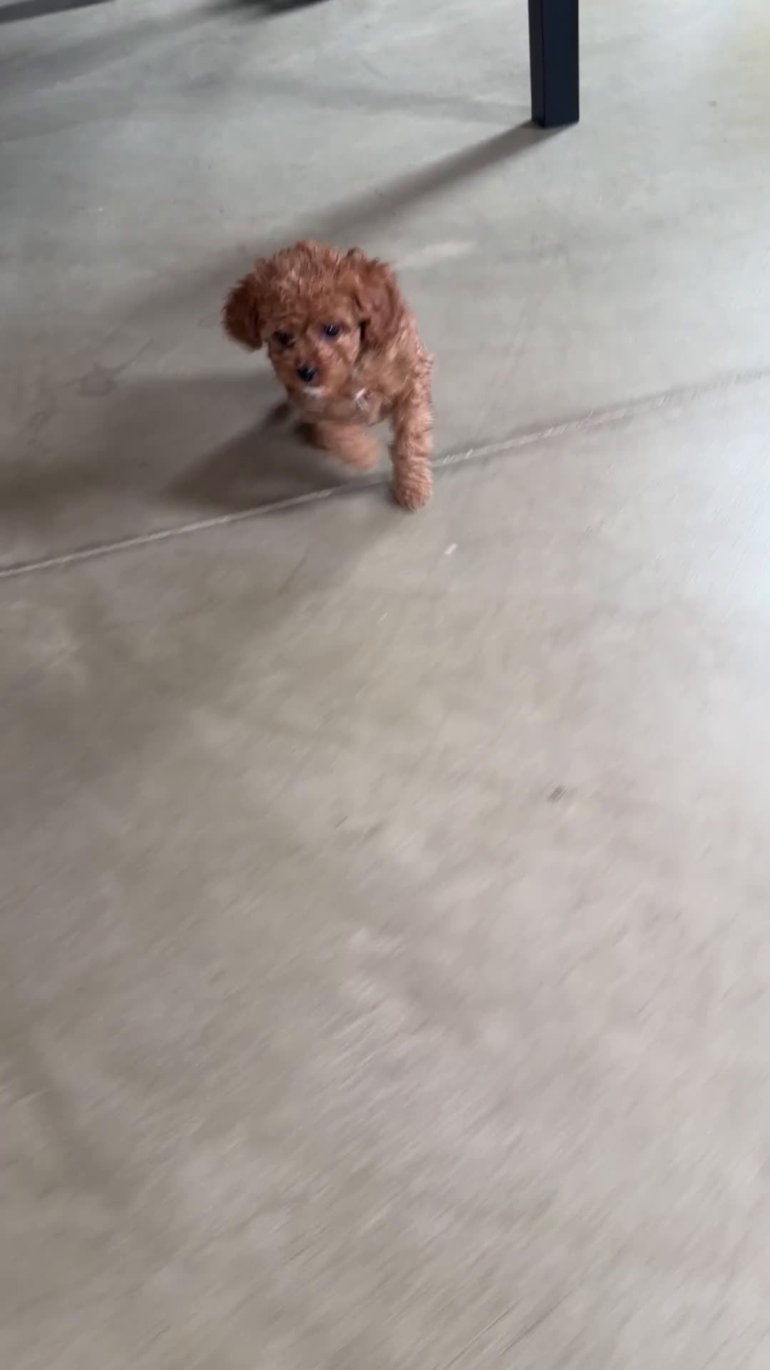Cavapoo dogs for sale: Layla - Video 1