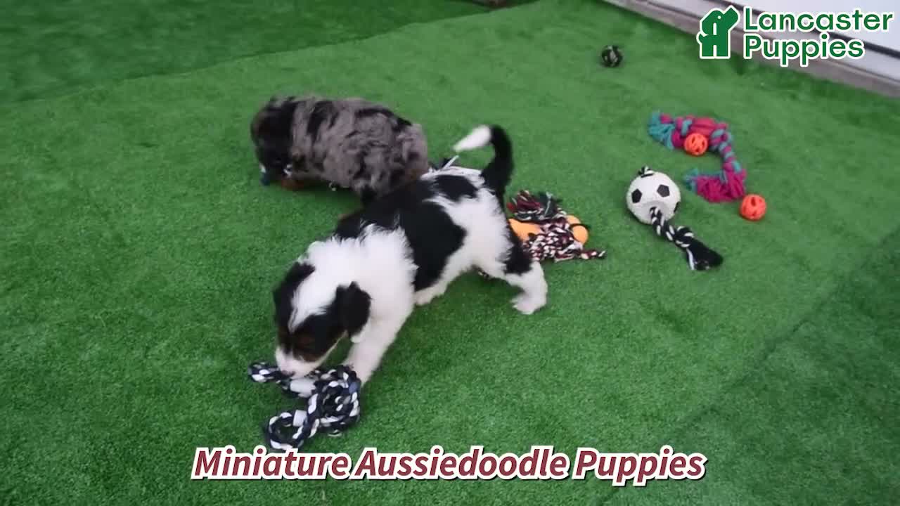 Mini Aussiedoodle dogs for sale: Joy - Video 1