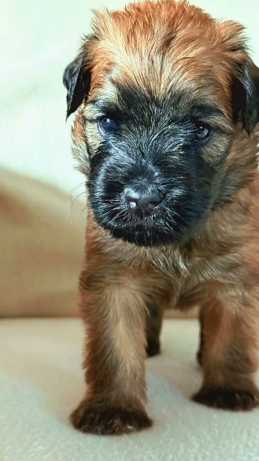 Mixed Breed dogs for sale: White collar girl  - Video 1