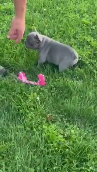 French Bulldog dogs for sale: Flint French Bulldog  - Video 2