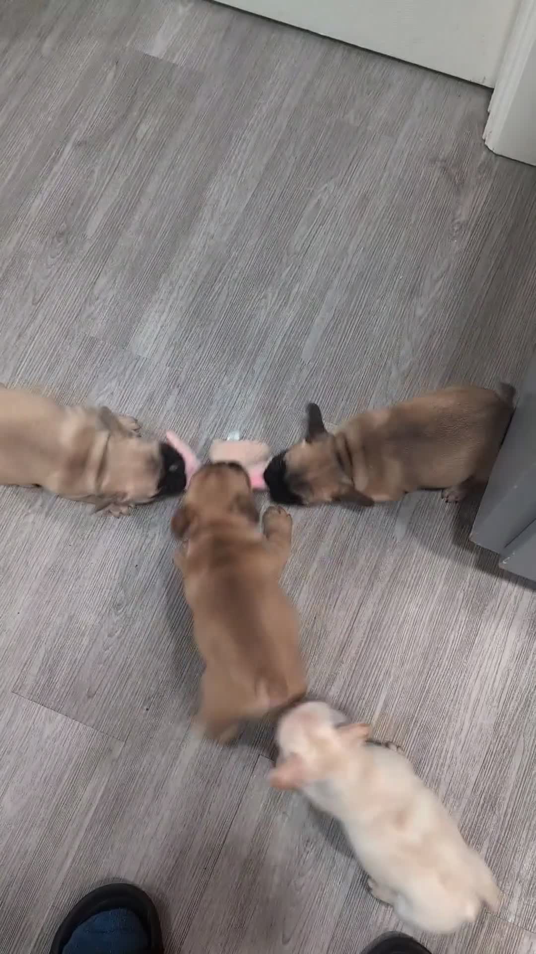 French Bulldog dogs for sale: French Bulldog Girl - Video 2