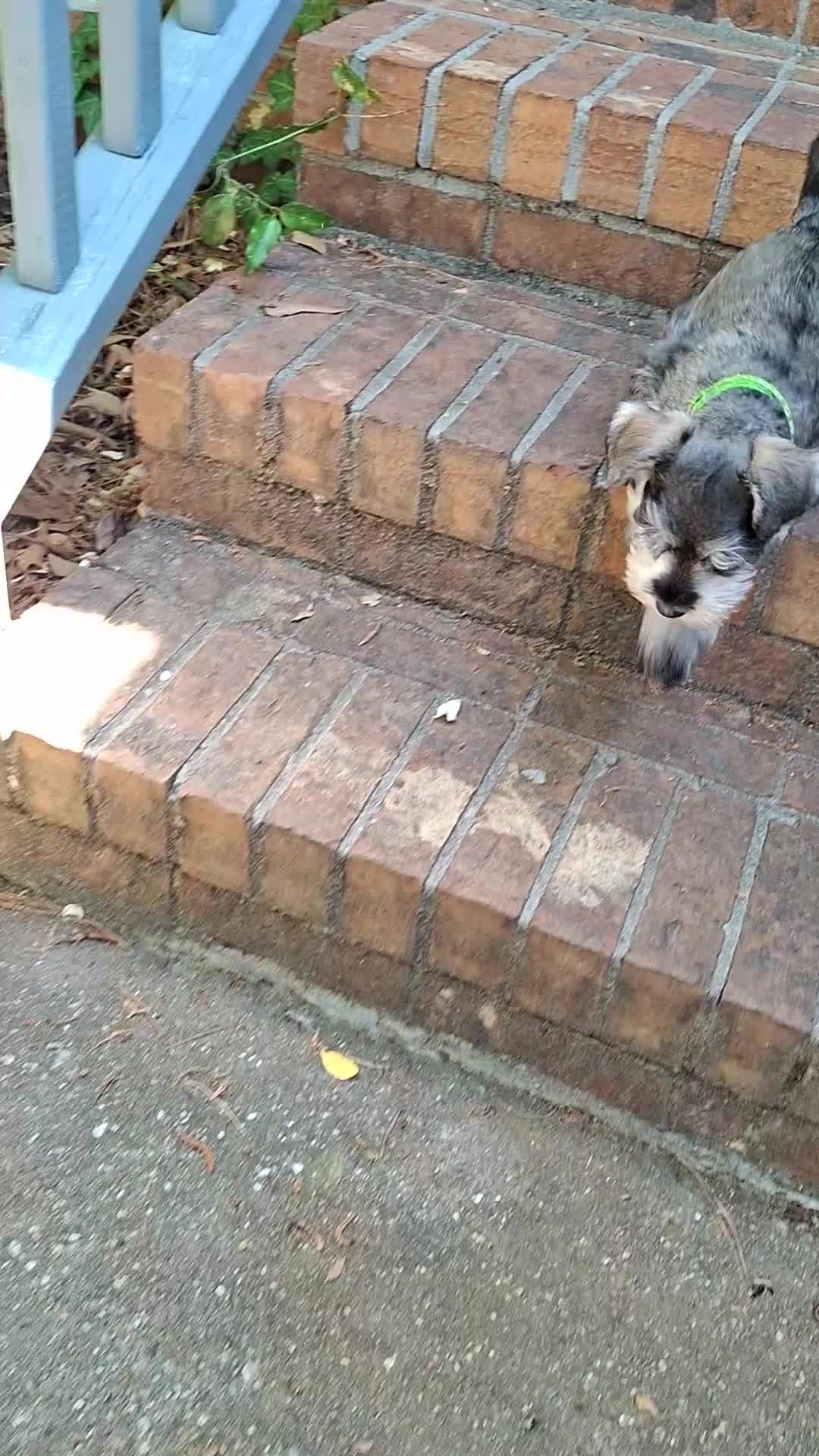 Miniature Schnauzer dogs for sale: Mr. Pickles - Video 1