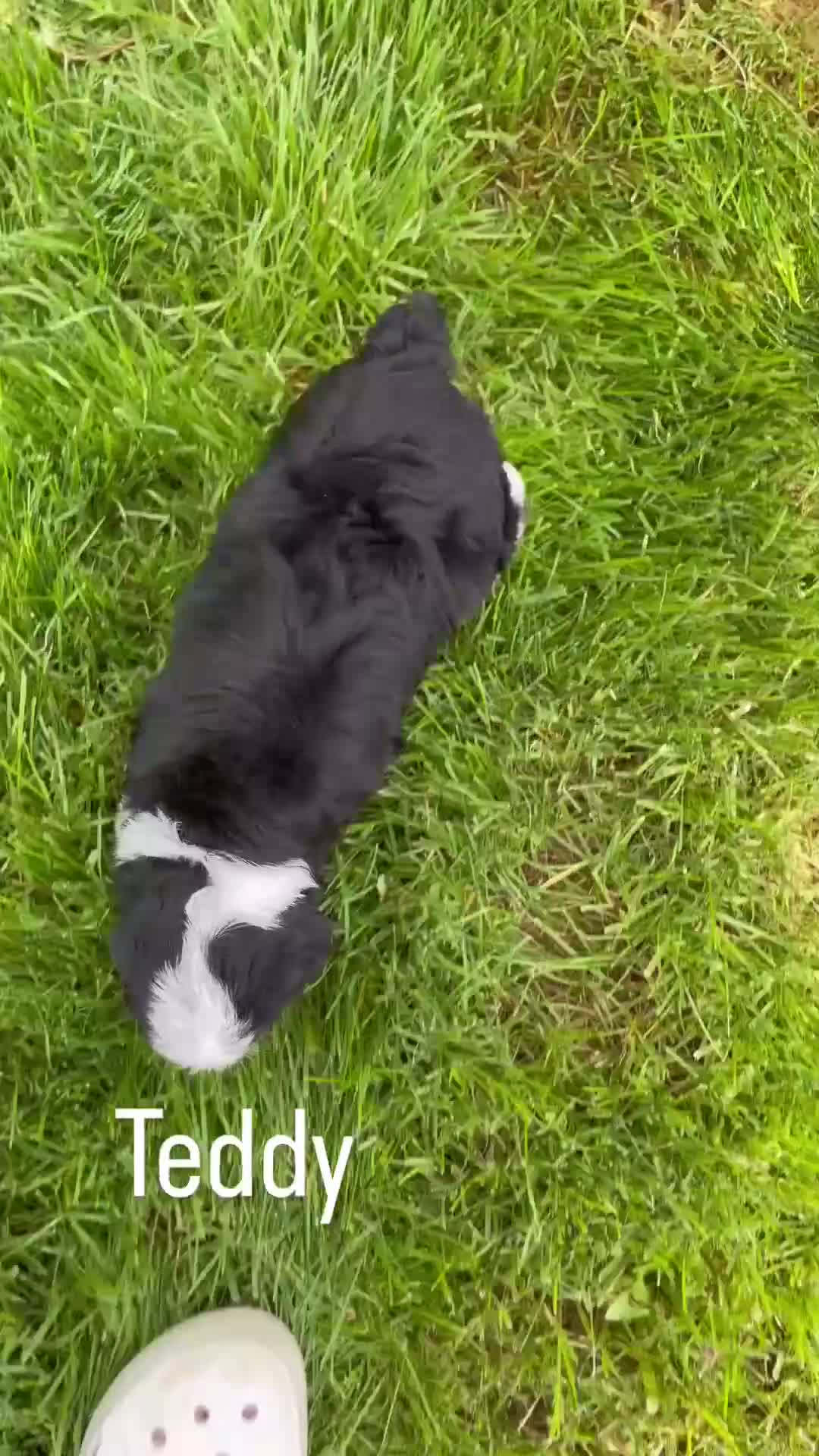 Mini Aussiedoodle dogs for sale: Teddy  - Video 1