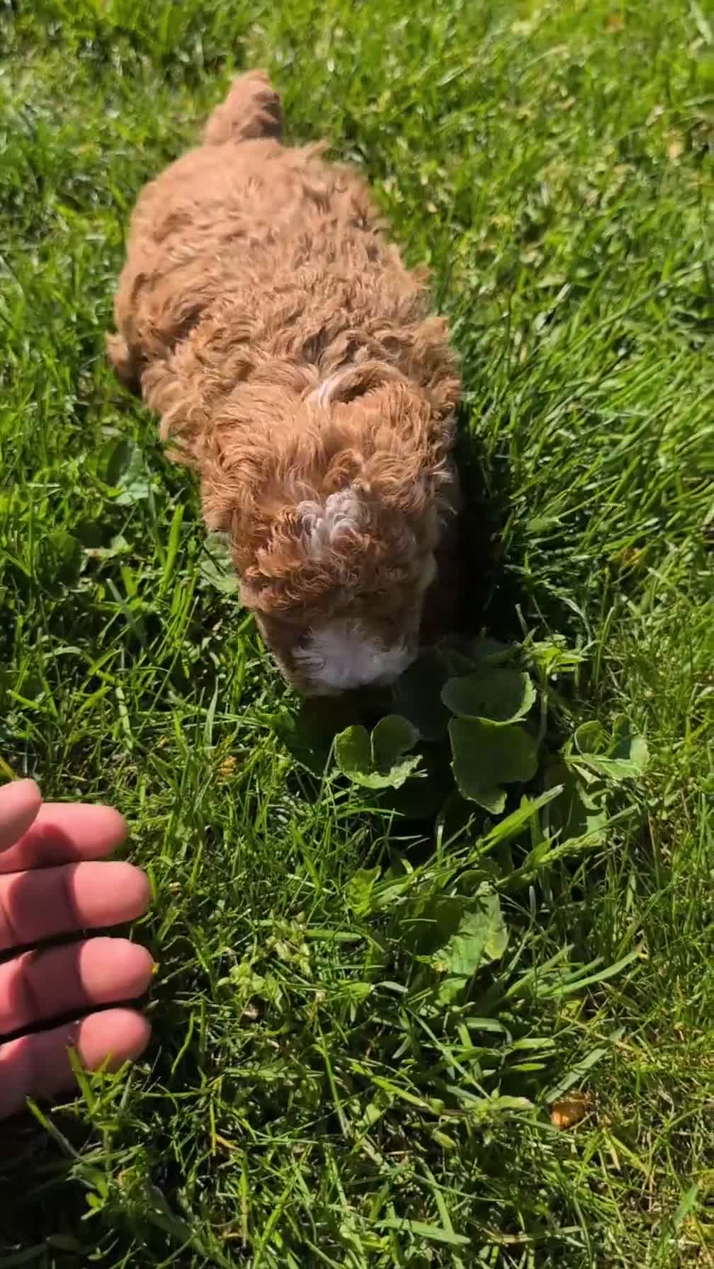 Miniature Poodle dogs for sale: Macy - Video 1