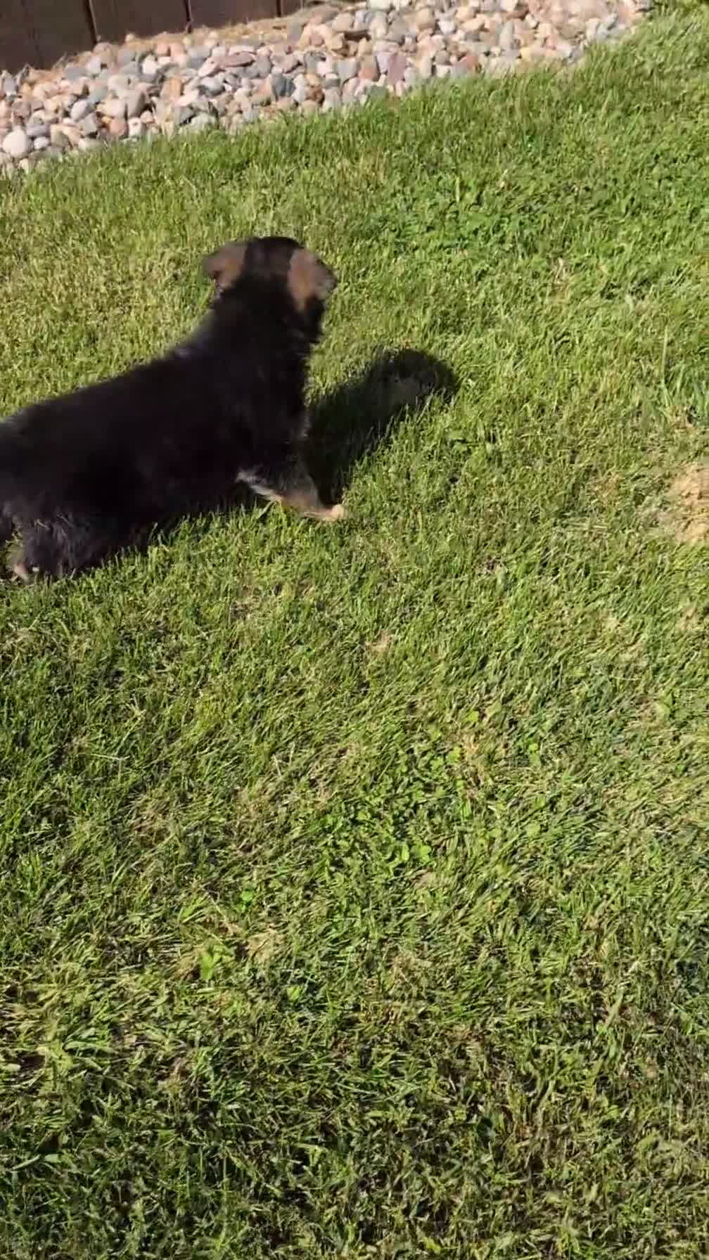 German Shepherd dogs for sale: Zeus - Video 2