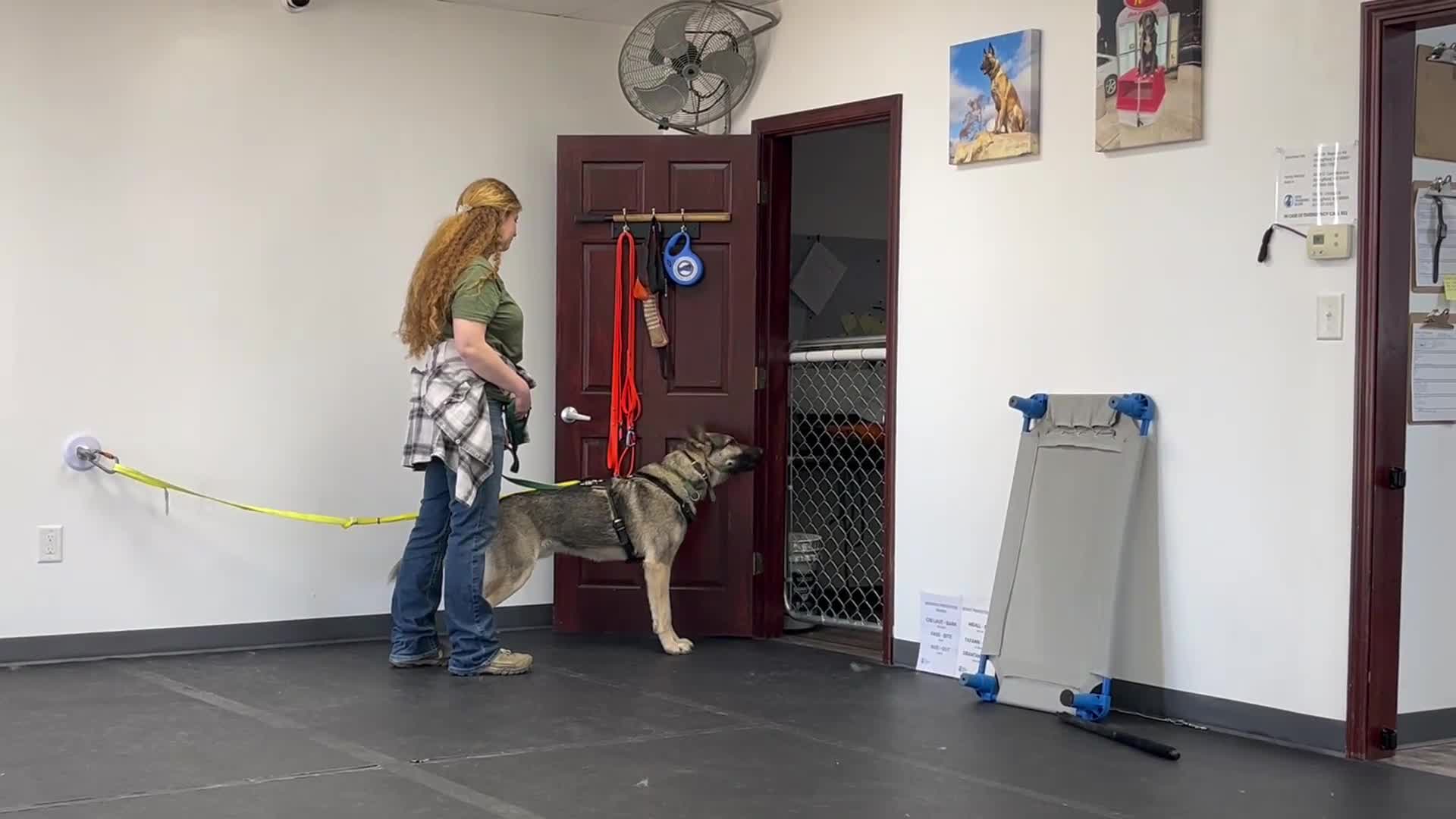 German Shepherd dogs for stud: Redbirds Scout - Video 2
