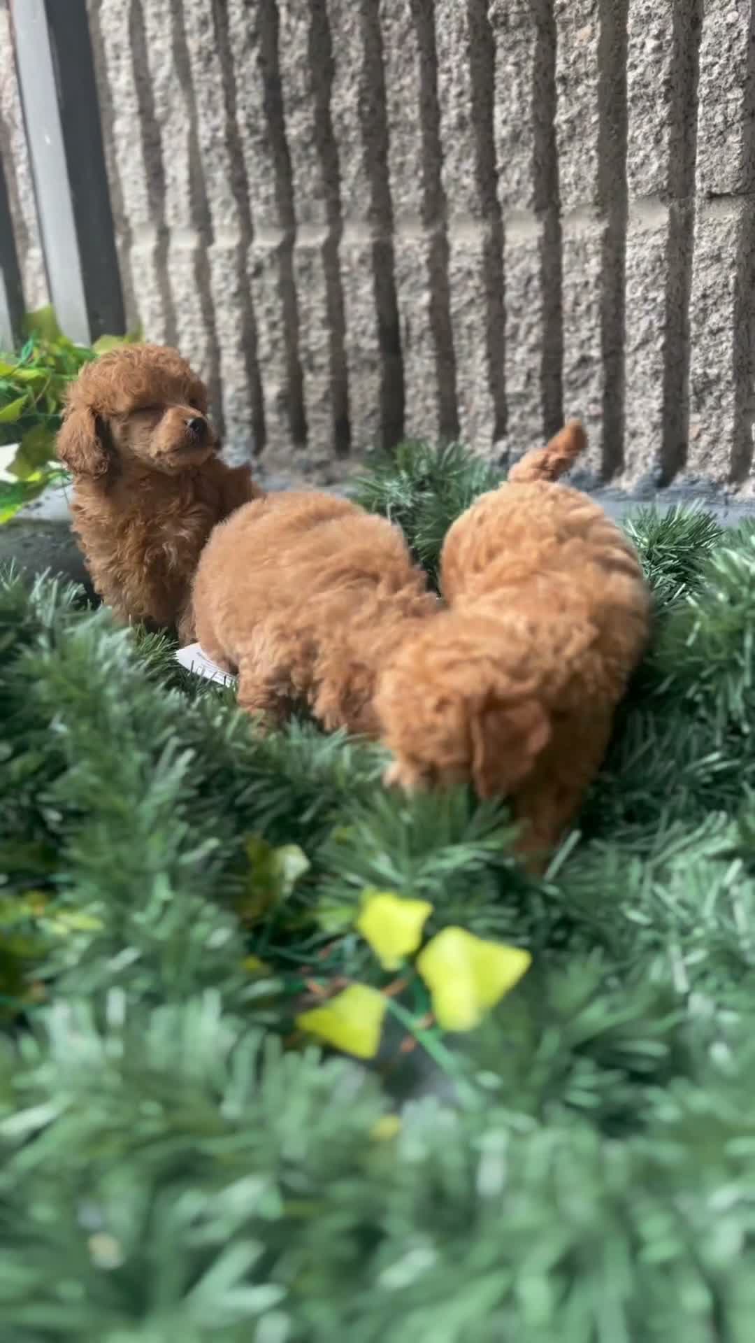 Toy Poodle dogs for sale: AKC Nico (Teacup) - Video 1