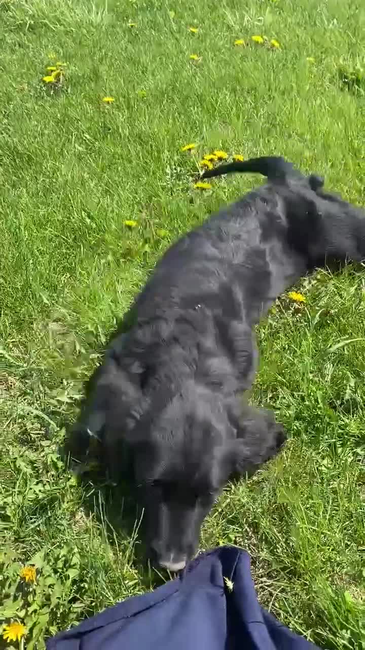 Mixed Breed dogs for sale: Bella - Video 1
