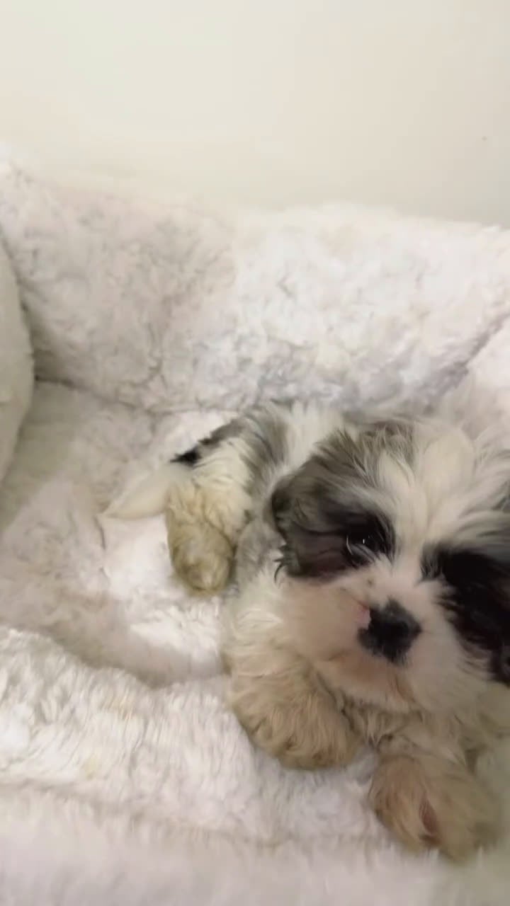 Shih Tzu dogs for sale: Jaxon - Video 1
