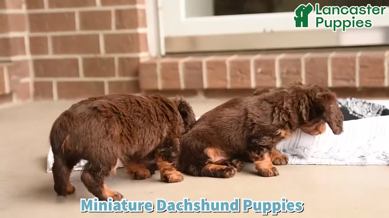 Miniature Dachshund dogs for sale: Blaine - Video 1