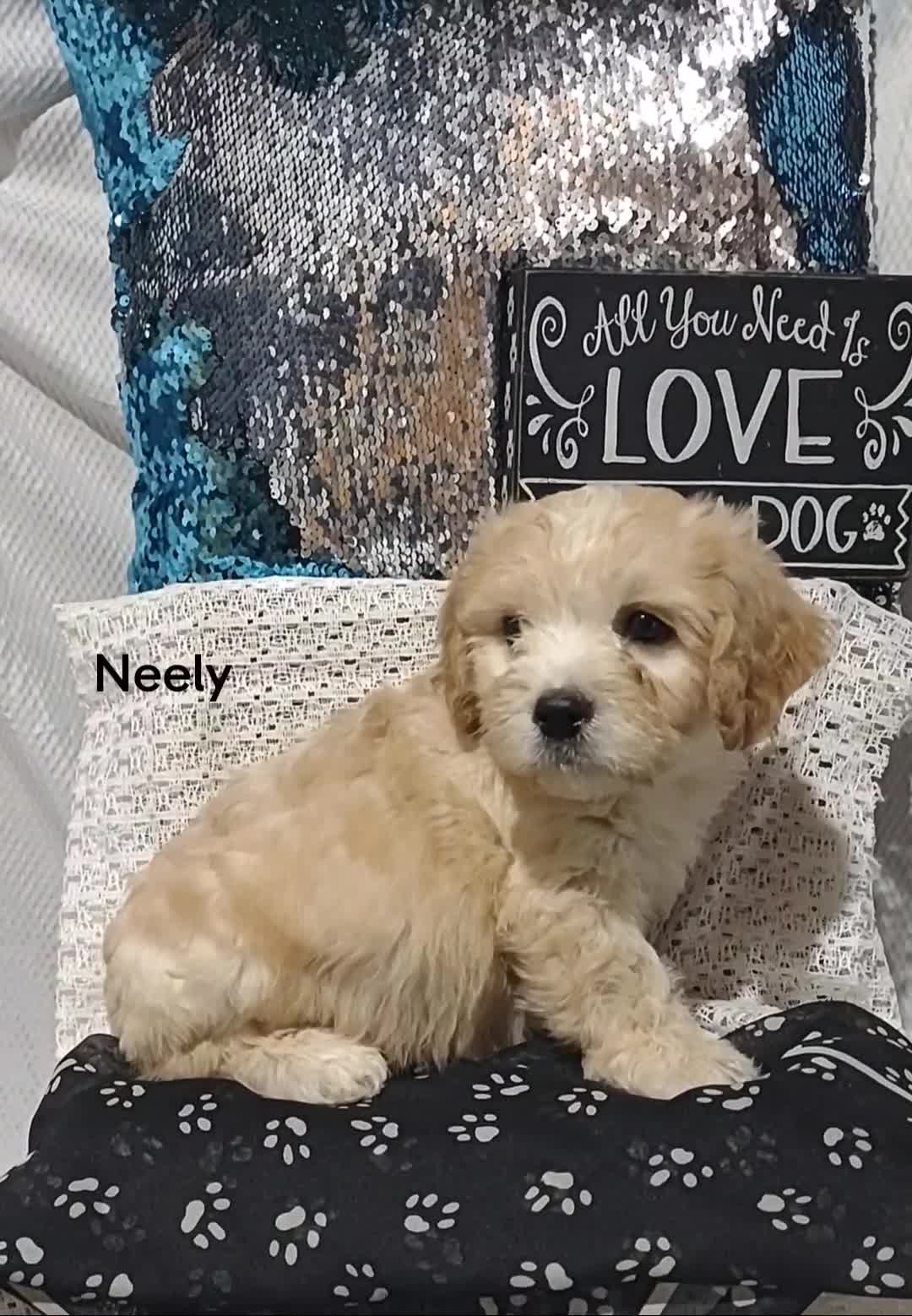 Cavachon dogs for sale: Cavachon Puppy 2 Neely  - Video 1