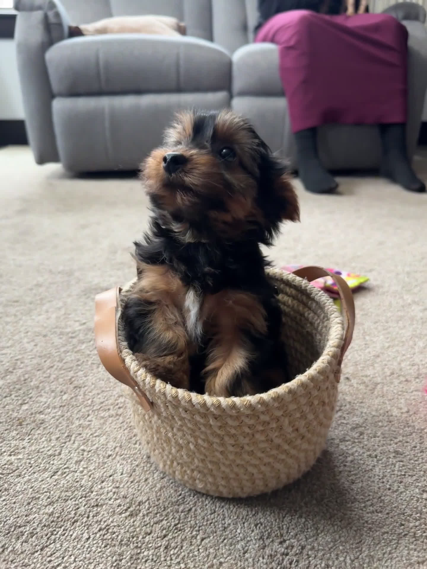 Yorkshire Terrier dogs for sale: Miles - Video 1