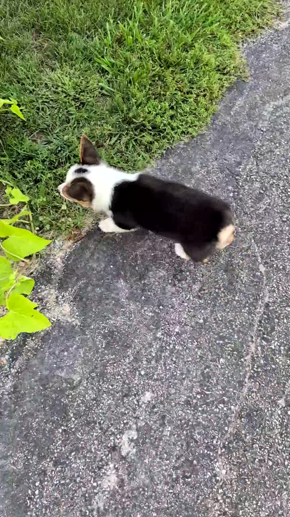 Welsh Corgi Pembroke dogs for sale: Logan - Video 1