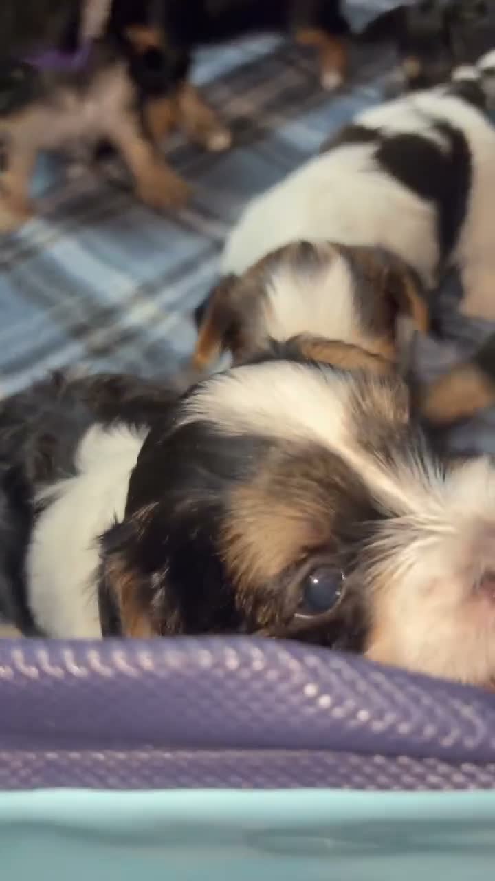 Morkie dogs for sale: Cash - Video 1