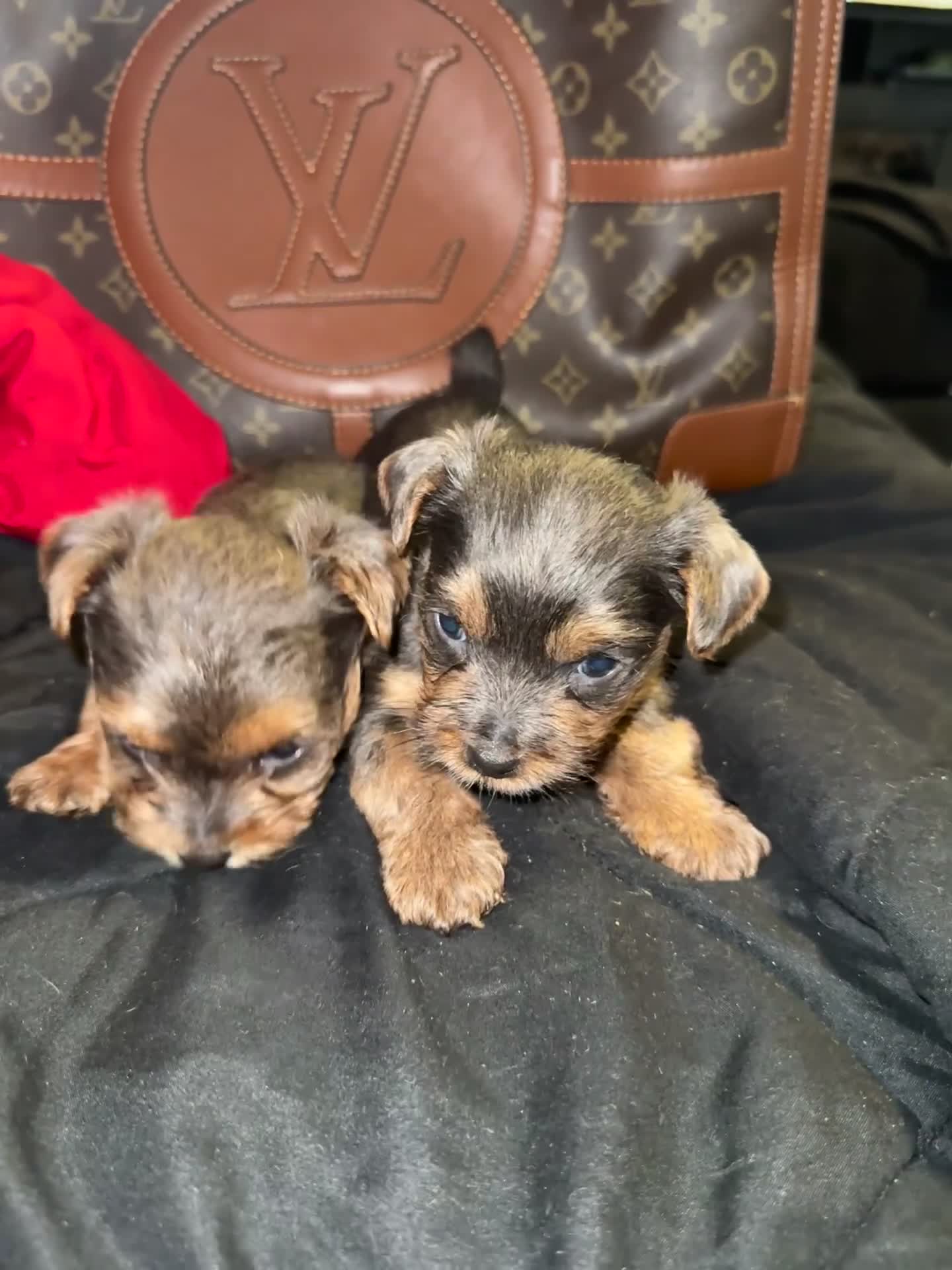 Yorkiepoo dogs for sale: Yorkiepoo 4 - Video 1
