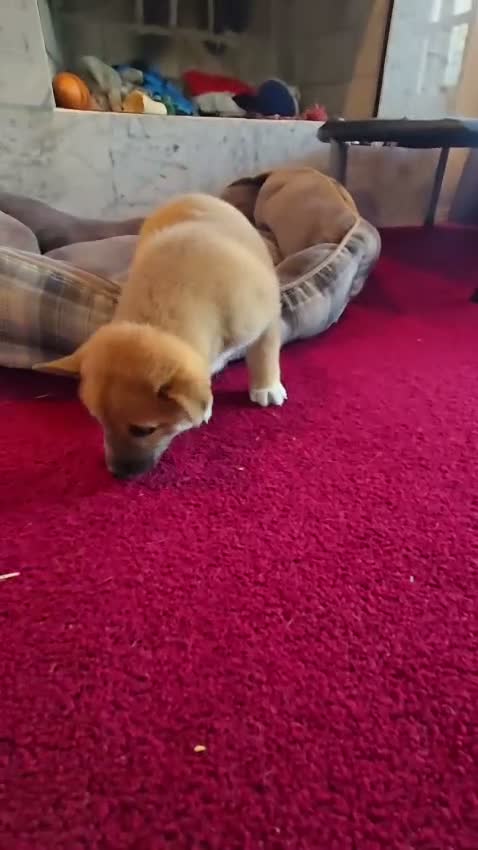 Shiba Inu dogs for sale: Fawn Female - Video 2