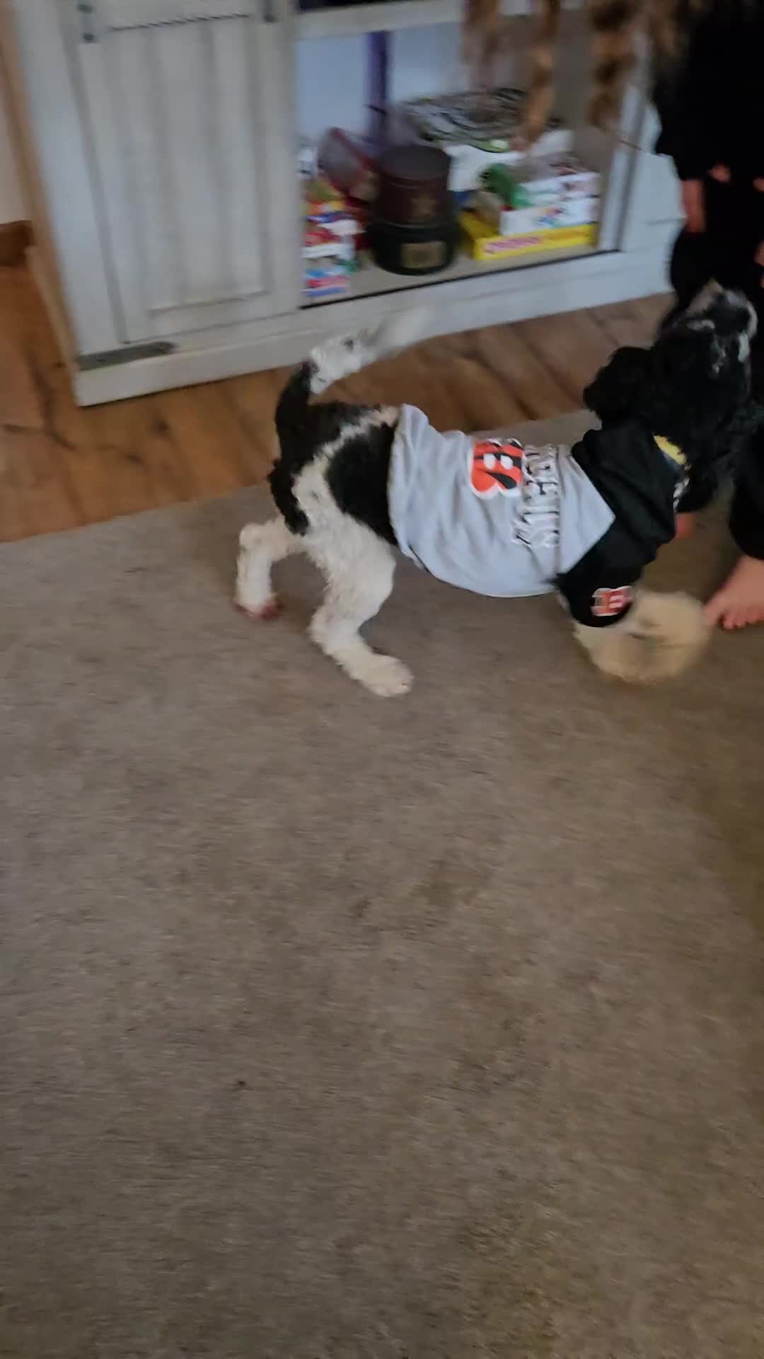 Mini Bernedoodle dogs for sale: Montana - Video 1