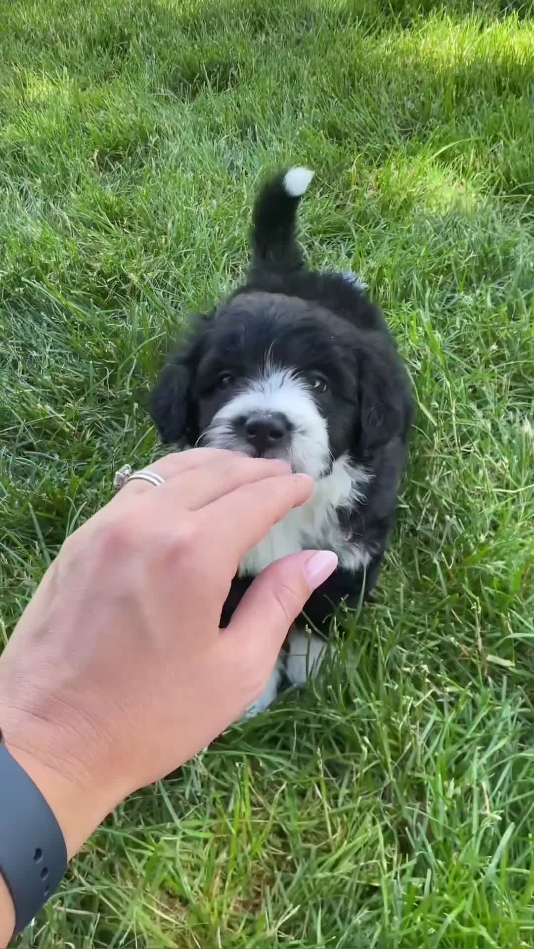 Mini Aussiedoodle dogs for sale: Jett 💎 - Video 1
