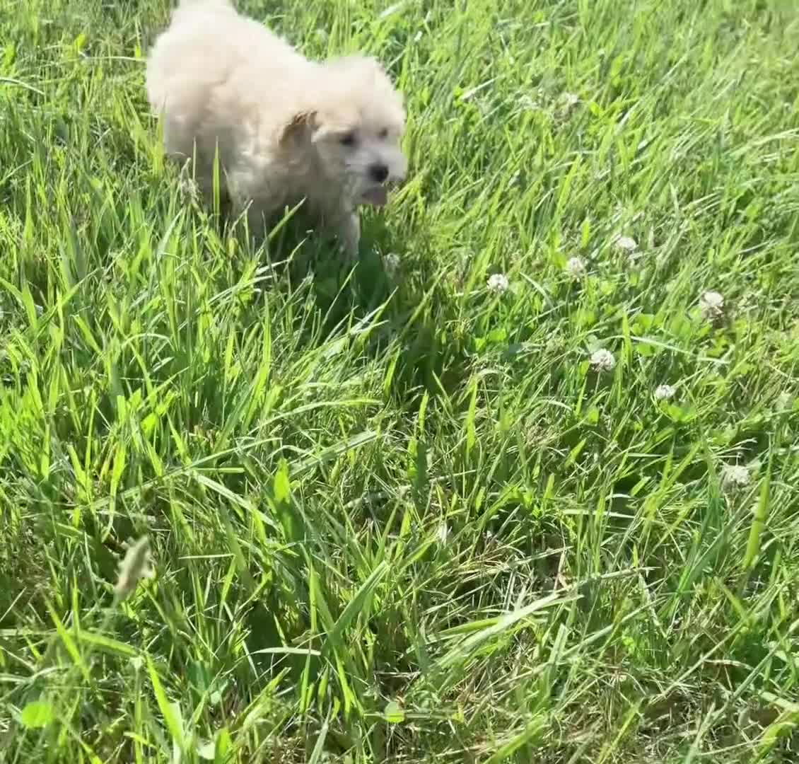 Maltipoo dogs for sale: cash - Video 1