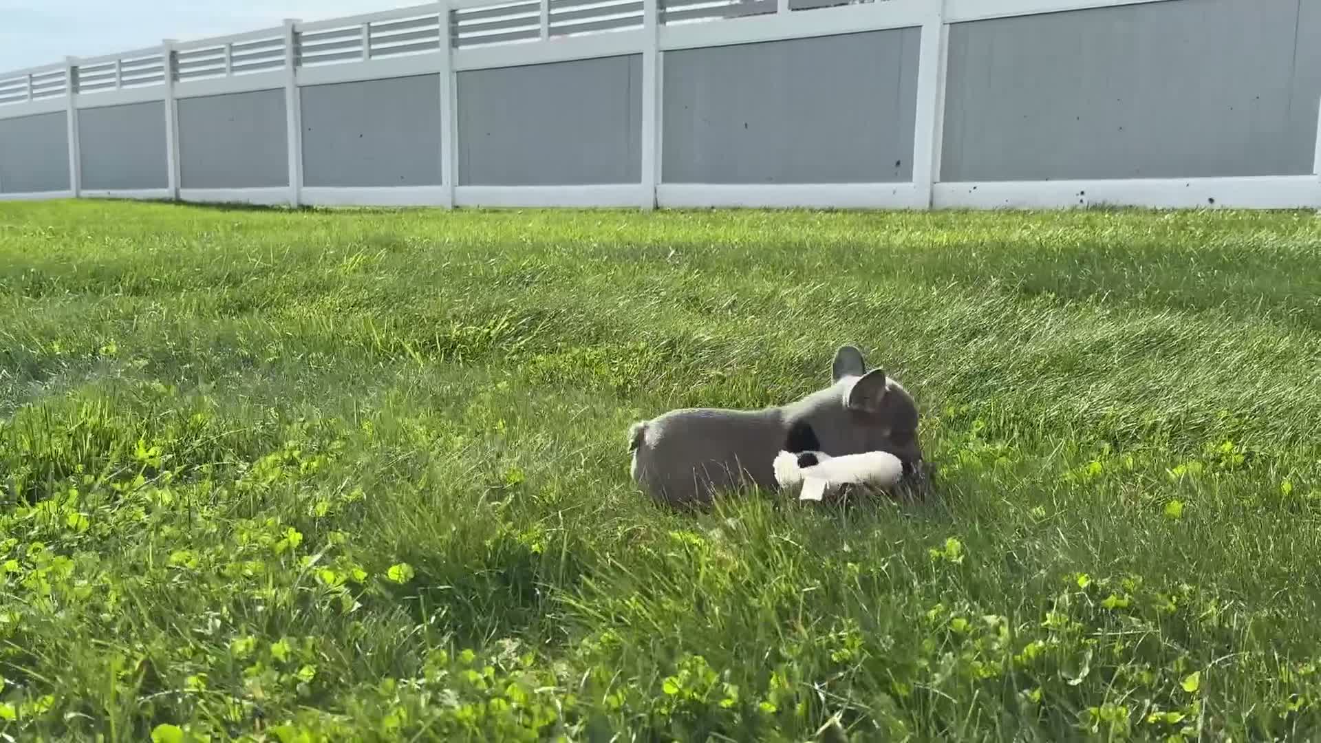 French Bulldog dogs for sale: Bear - Video 1